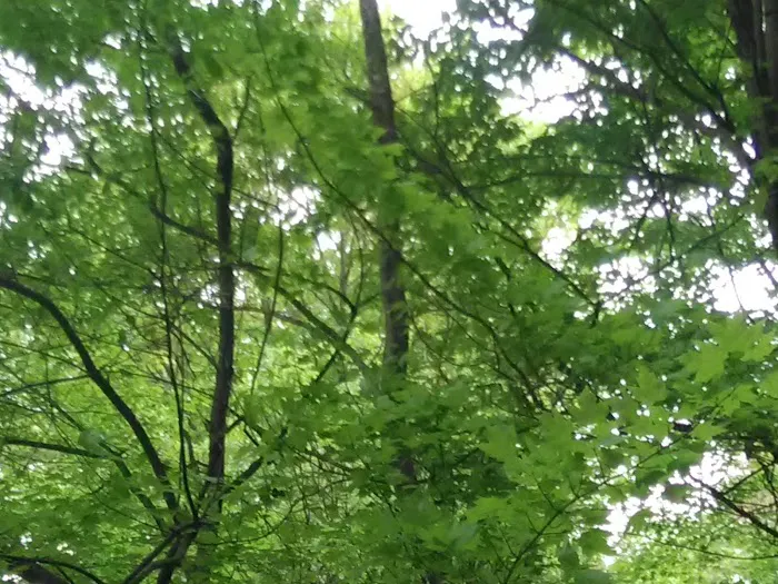 Pine Harbor Campground 4