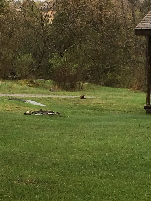 Paint River Hills Campground and Cabins 8