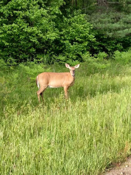 Summer Ridge RV Park 5