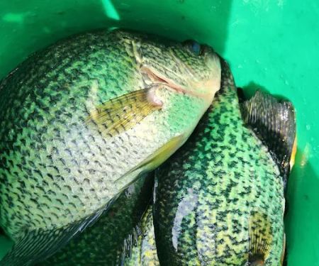 Willowu2019s End Resort & Campground