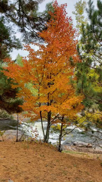Cedar Falls Campground 8