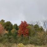 Hawkins Mobile Home Park