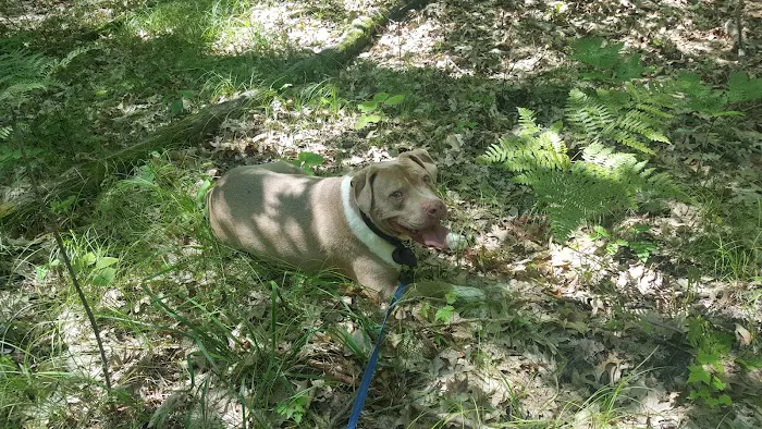 Highbank Lake Campground 8