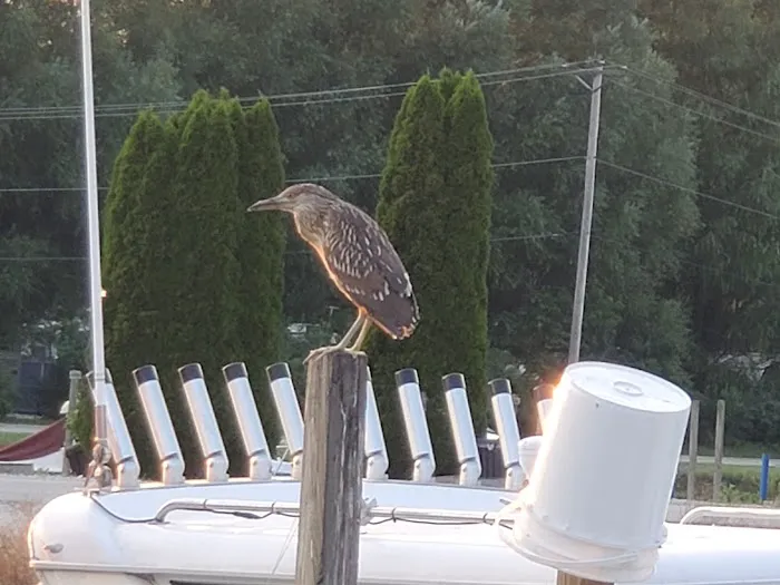 Wild Wings Marina & RV Park 3