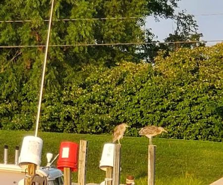 Wild Wings Marina & RV Park