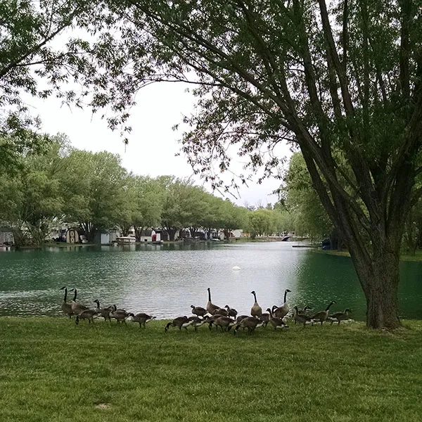 Wild Wings Campground & Marina 9