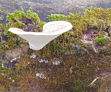 Cedar Creek Mobile Home Park