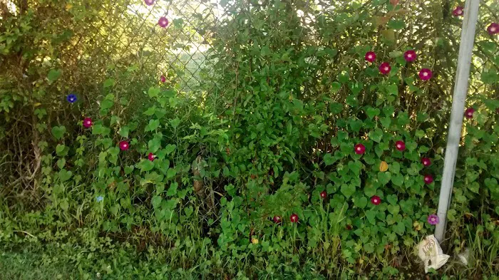Masden Mobile Park 3