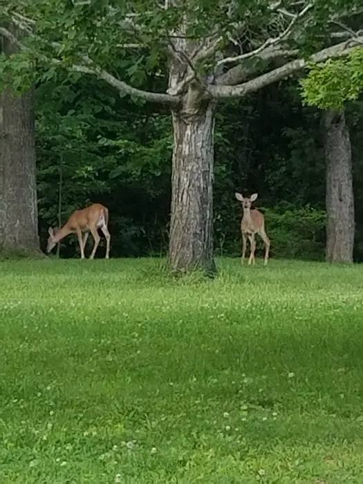 Moutardier Campground 4