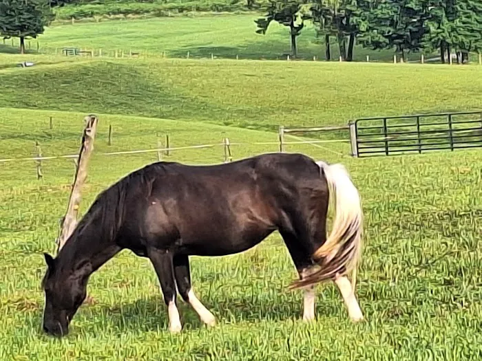 Noble Pine Cabins, Glamping, & Horse Camp 6