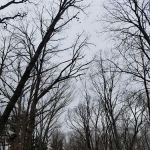 Victoria Gardens MHC