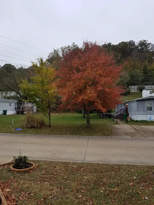 Sycamore Springs 7