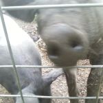 Camp Mac Polk Grove Church