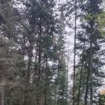 Paint River Forks Campground