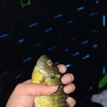 Carrol Lake Campground