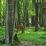 Lakefront RV Park