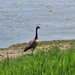 Summer Breeze Resort