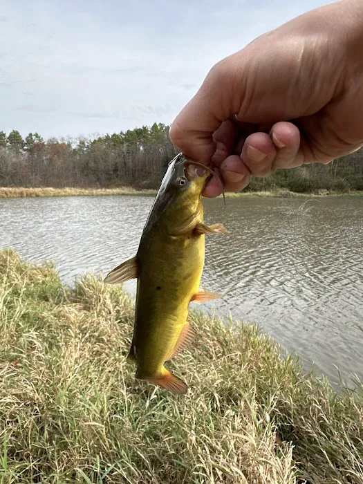 Mine Pond Campground 1