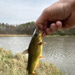 Mine Pond Campground