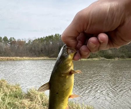 Mine Pond Campground