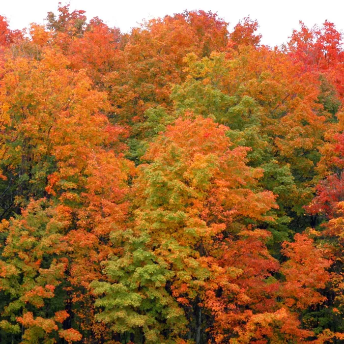 Blodgett Landing Campground 10
