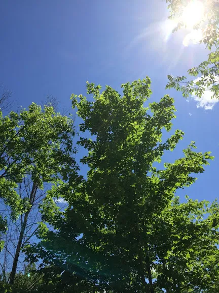 Blodgett Landing Campground 2