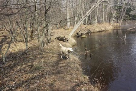 Bowman Bridge River Access