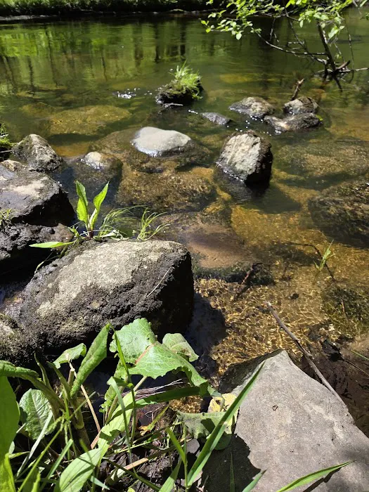 Bray Creek State Forest Campground 5