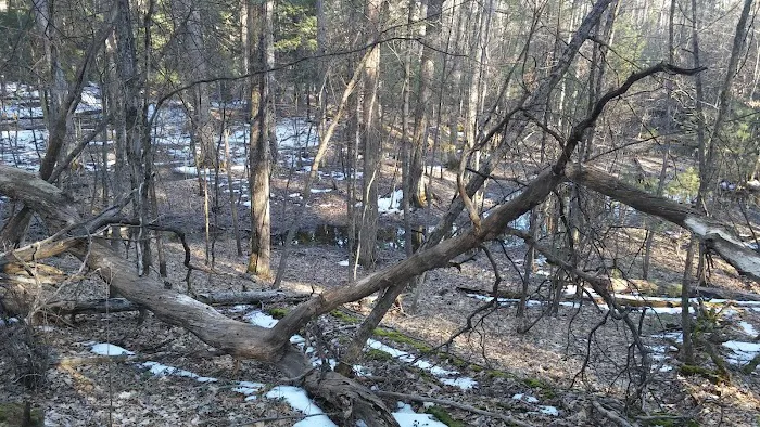 Bray Creek State Forest Campground 4