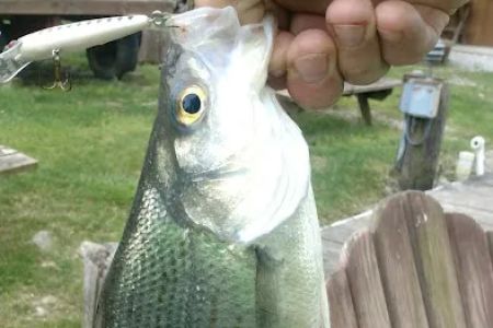 Cold Creek Trout Camp