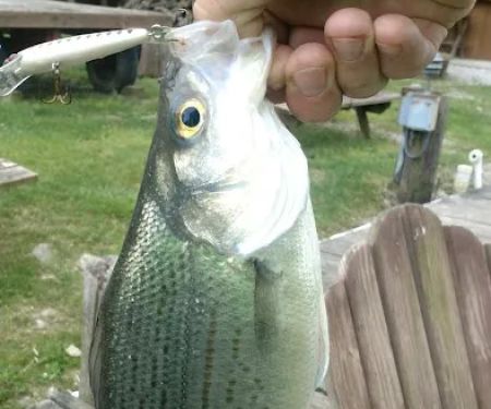 Cold Creek Trout Camp