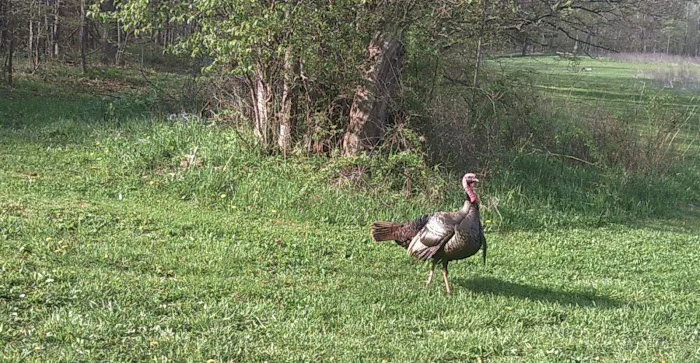 Grins & Pickin's CampFarm LLC 4