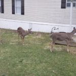 Madison City Mobile Home Community