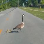 Shepherdsville Pointe Mobile Home Park