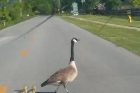 Shepherdsville Pointe Mobile Home Park