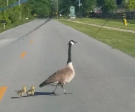 Shepherdsville Pointe Mobile Home Park