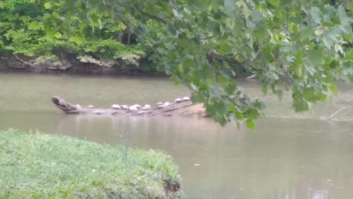 Lake Shelby 2
