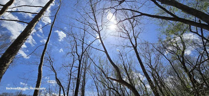 Callis Grove Campground 2
