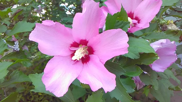 Jonesburg Gardens Campground 4