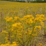 Fort Kaskaskia Campground