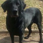 Salisbury Campground