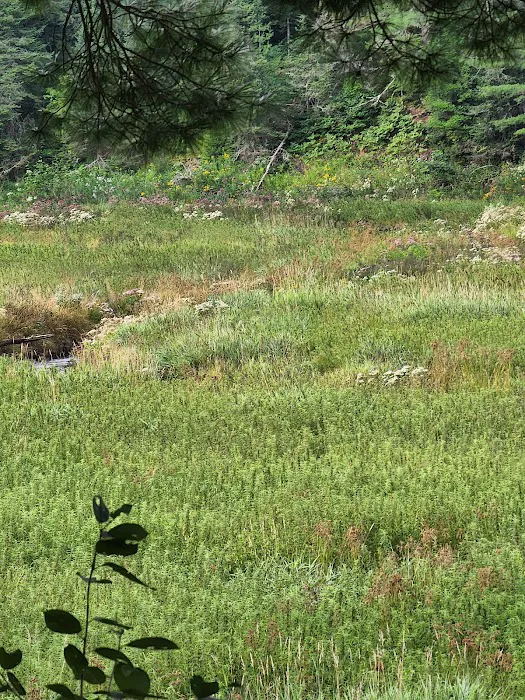 Lower Dam Lake Campground 1