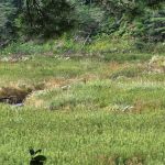 Lower Dam Lake Campground