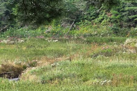 Lower Dam Lake Campground
