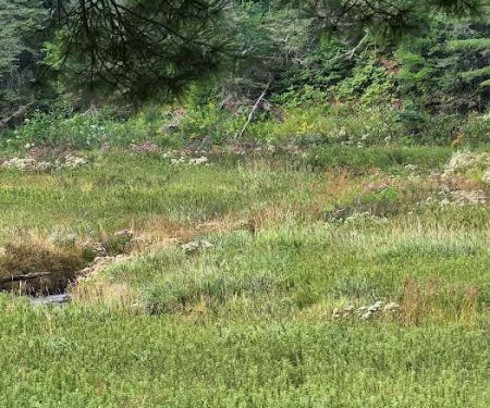 Lower Dam Lake Campground