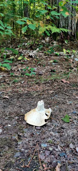 Firefly Lake Campground 3