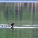 Firefly Lake Campground