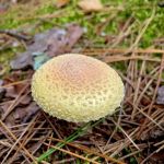 West Star Lake Campground