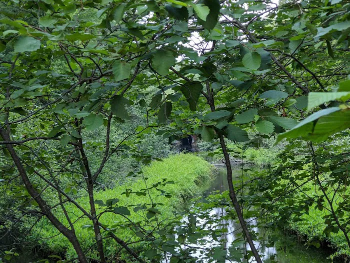 South Trout Lake Campground 8