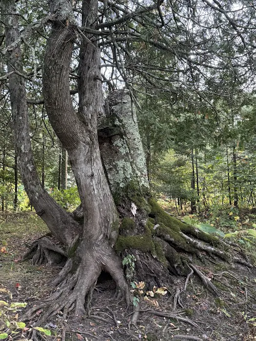 Merwin Creek Campground 10